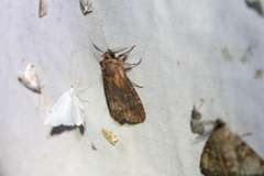 Dasylophia thyatiroides