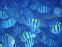 Abudefduf vaigiensis