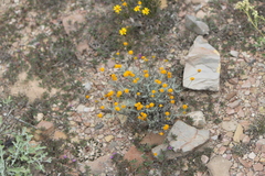 Thymophylla setifolia