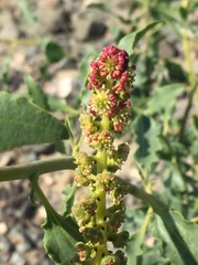 Anisomeria littoralis