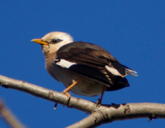 Acridotheres leucocephalus