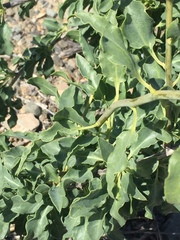 Anisomeria littoralis