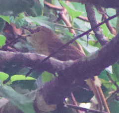 Thamnistes anabatinus