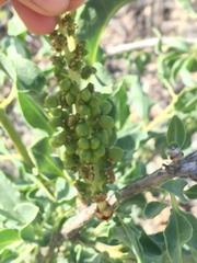 Anisomeria littoralis