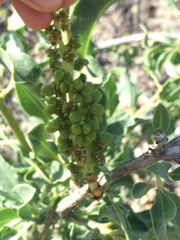 Anisomeria littoralis