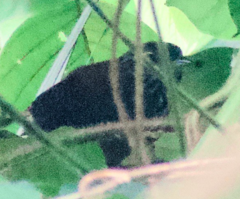 Cantorchilus thoracicus