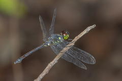 Agrionoptera insignis