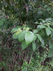 Sapindaceae