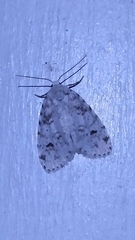 Clemensia ochreata