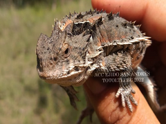 Phrynosoma orbiculare