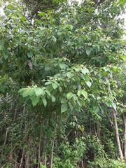 Sapindaceae