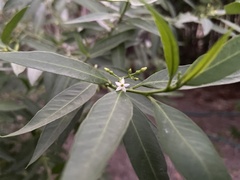 Vallesia glabra