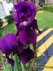 Iris