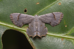 Dysaethria indignaria