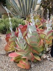 Kalanchoe luciae