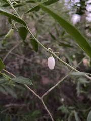 Vallesia glabra