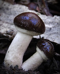 Cyclocybe erebia