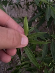 Vallesia glabra