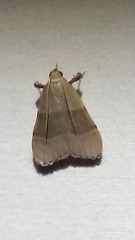 Basacallis tarachodes