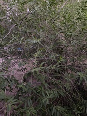 Vallesia glabra