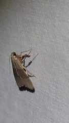 Basacallis tarachodes