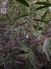 Vallesia glabra