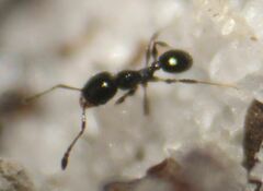 Pheidole adrianoi
