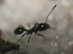 Pheidole adrianoi