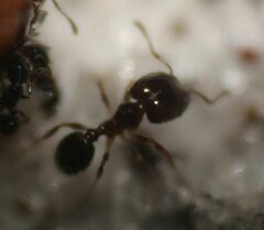 Pheidole adrianoi