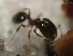 Pheidole adrianoi