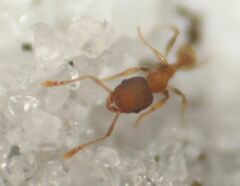 Pheidole bilimeki