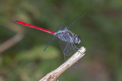 Lathrecista asiatica