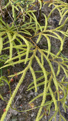 Lycopodium volubile