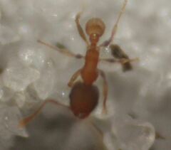 Pheidole bilimeki