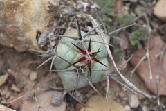 Echinocactus platyacanthus