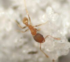 Pheidole bilimeki