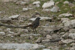 Drymodes brunneopygia