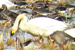 Cygnus columbianus bewickii
