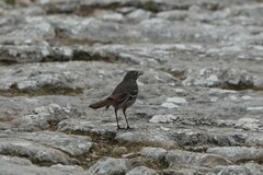 Drymodes brunneopygia