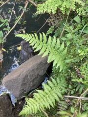 Amauropelta amambayensis