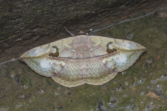 Hypopyra vespertilio