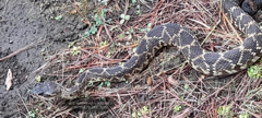 Crotalus molossus nigrescens