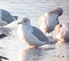 Larus glaucoides