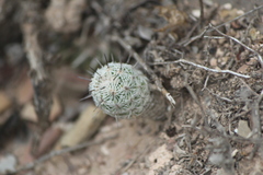 Neolloydia conoidea