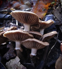 Cyclocybe erebia