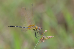Trithemis pallidinervis