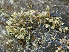 Thysanothecium scutellatum