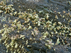 Thysanothecium scutellatum