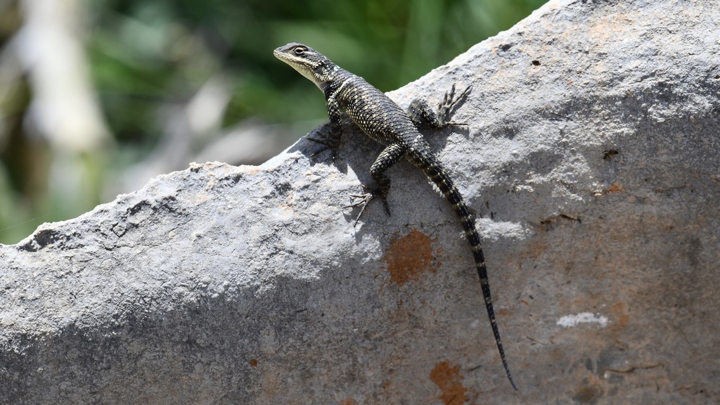 Minor Lizard from Gral Zaragoza, N.L., México on August 21, 2018 at 01: ...