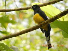 Trogon melanocephalus